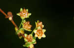 Thunberg's meadowsweet